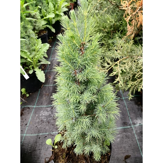 Picea glauca Sander's Blue (Kék cukorsüvegfenyő)