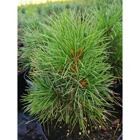 Pinus cembra (Havasi cirbolyafenyő)