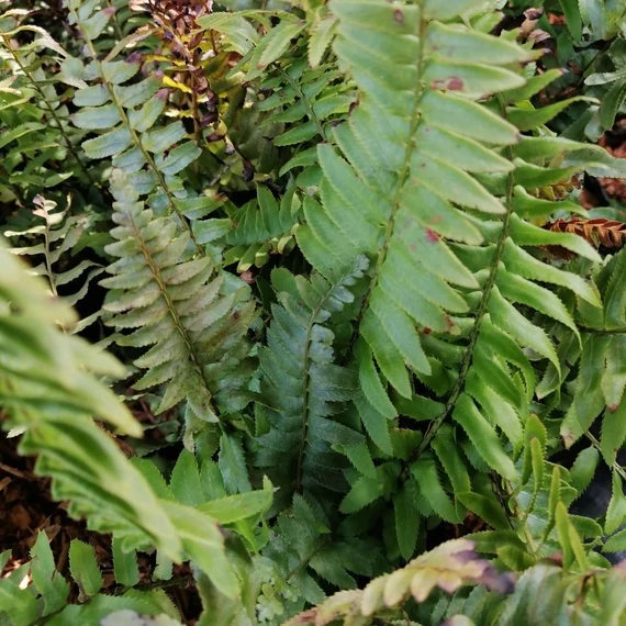 árnyéki évelő kardpáfrány Polystichum munitum