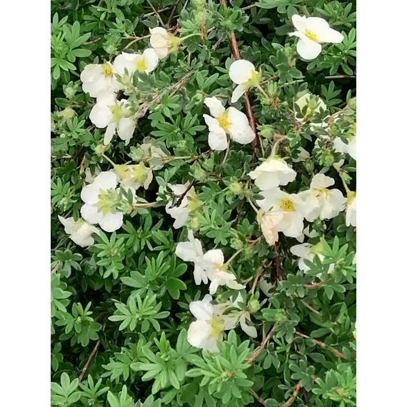 Potentilla fruticosa Snowflake (Fehér virágú cserjés pimpó)