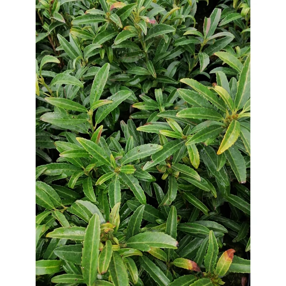 Prunus laurocerasus Sofia (Keskenylevelű alacsony babérmeggy)