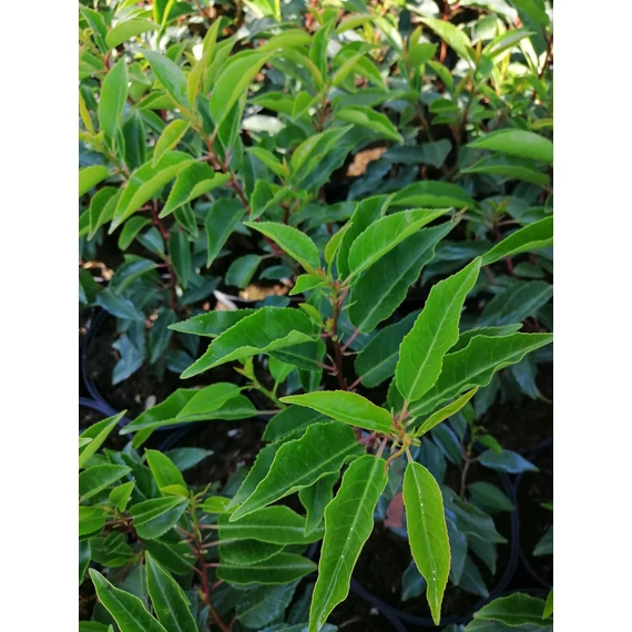 Prunus lusitanica Angustifolia (Keskenylevelű portugál babérmeggy)