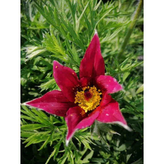 Pulsatilla vulgaris Rubra (Bordóvirágú nyugati leánykökörcsin)
