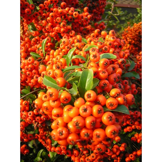 narancssárga bogyós tűztövis madarak kedvence Pyracantha Orange Glow gabiplantshop webáruház