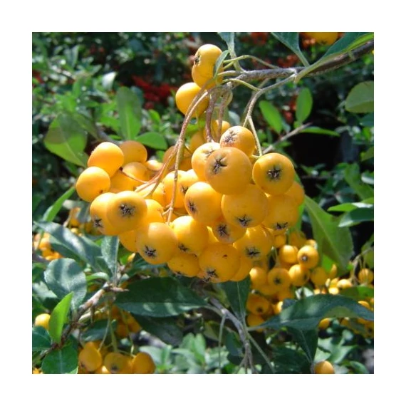 sárgas bogyós tűztövis madarak kedvence Pyracantha Golden Charmer gabiplantshop webáruház