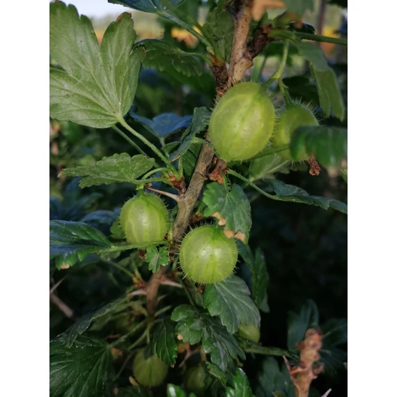 Ribes uva-crispa (Egres)
