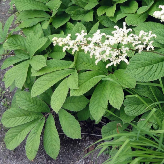 tópartifű-évelő-fehérvirágú-Rodgersia-pinnata