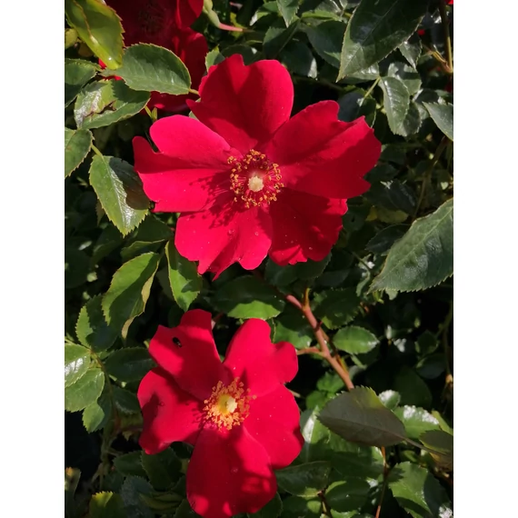 vörös talajtakaró rózsa Rosa KORDES Alexander von Humbolt gabiplantshop webáruház