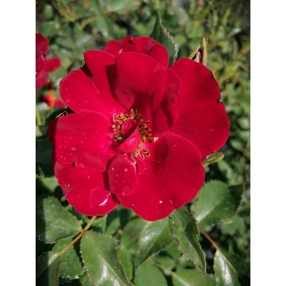 vörös talajtakaró rózsa Rosa KORDES Marondo gabiplantshop webáruház