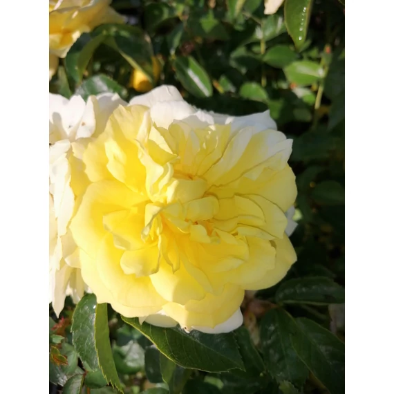 Rosa KORDES Solero (Sárga KORDES talajtakaró rózsa)