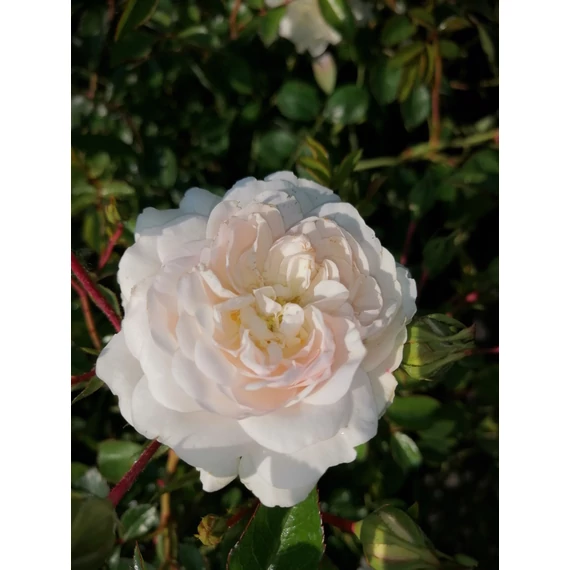 rózsaszín fehér apró telt virágú talajtakaró rózsa Rosa Seafoam gabiplantshop webáruház