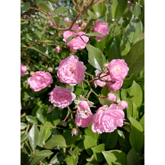 rózsaszín apró telt virágú talajtakaró rózsa Rosa The Fairy gabiplantshop webáruház
