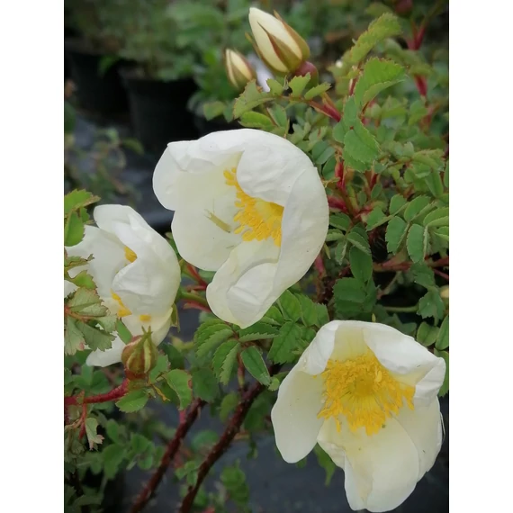 fehér talajtakaró rózsa Rosa pimpinellifolia gabiplantshop webáruház