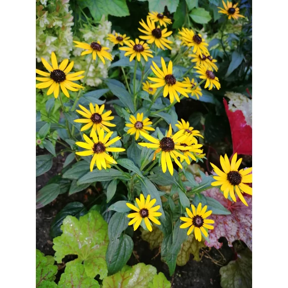 Rudbeckia fulgida Little Goldstar (Apróvirágú kúpvirág)