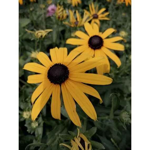 Rudbeckia fulgida Goldsturm (Kúpvirág)