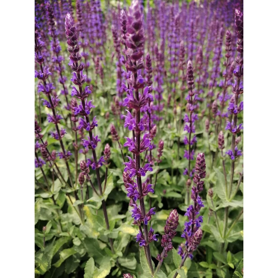 Salvia nemorosa Caradonna (Ligeti zsálya)