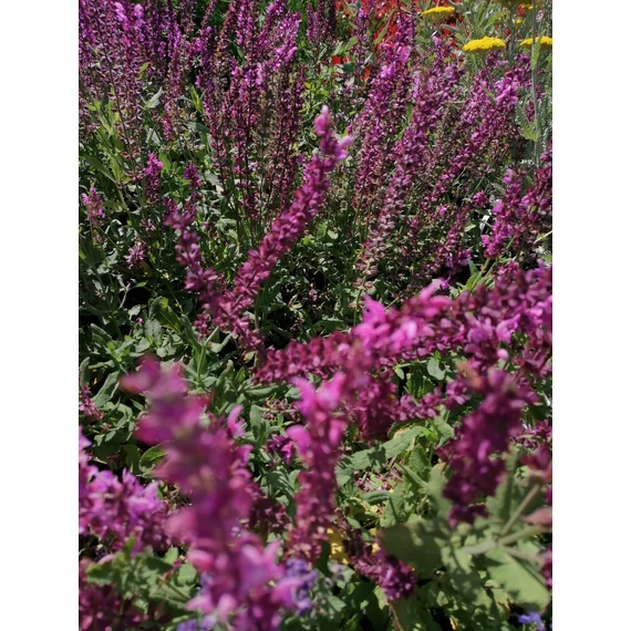 Salvia nemorosa Amethyst (Rózsaszínvirágú ligeti zsálya) 