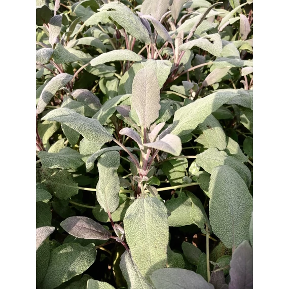 aromás szárazságtűrő évelő Salvia officinalis Purpurascens bordólevelű orvosi zsálya gabiplantshop webáruház