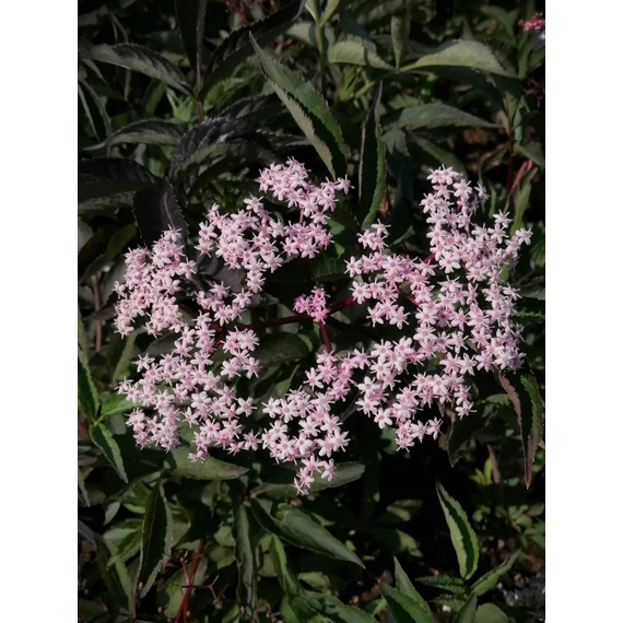 Sambucus nigra Black Beauty (Bordólevelű díszbodza)
