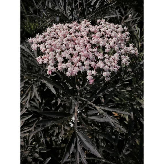 Sambucus nigra Black Lace (Bordó szeldeltlevelű díszbodza)
