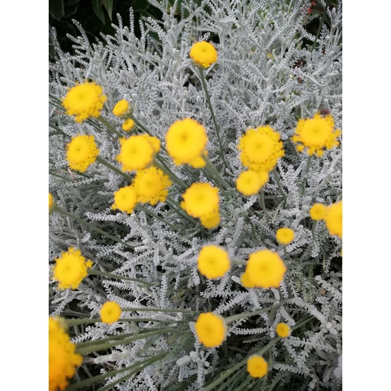 Santolina chamaecyparissus (Cipruska)