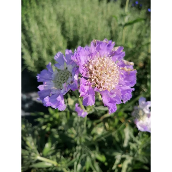 egész nyáron virágzó kék virágú évelő Scabiosa caucasica Perfection Blue gabiplantshop webáruház