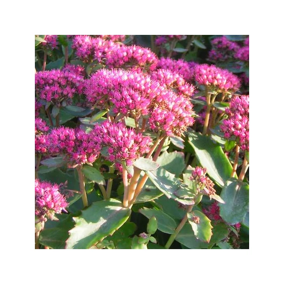 Sedum Herbstfreude (Magas varjúháj)