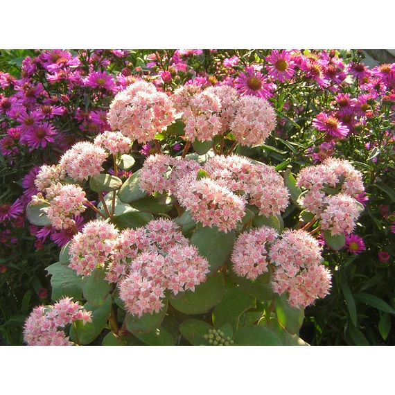 Sedum Matrona (Magas varjúháj)