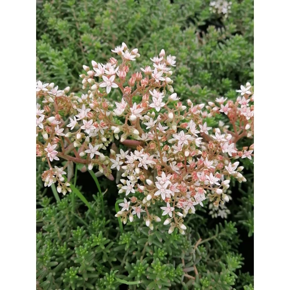 fehér virágú varjúháj sziklakerti tetőkerti évelő Sedum album gabiplantshop  dísznövénywebáruház