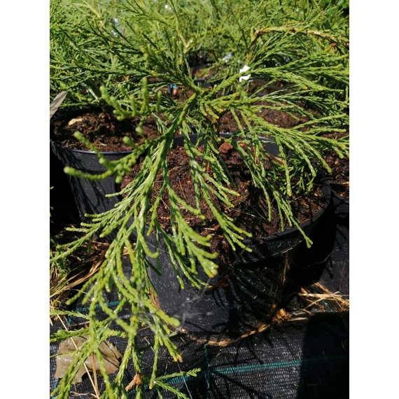 Sequoiadendron giganteum Pendulum  (Csüngő hegyi mamutfenyő)
