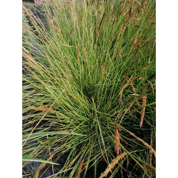 alacsony díszfű Sesleria autumnalis őszi nyúlfarkfű  gabiplantshop webáruház