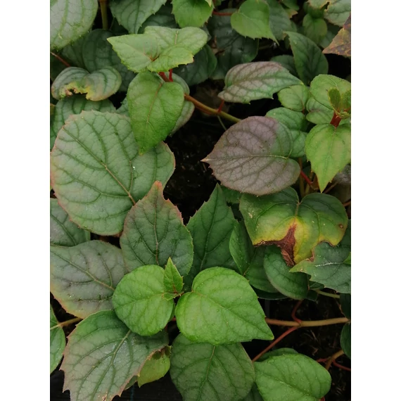 Schizophragma hydrangeoides Moonlight (Jápán kúszó hortenzia)