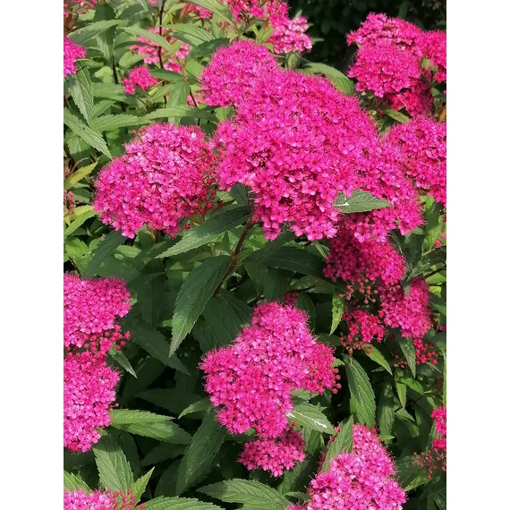 rózsaszín virágú  törpe gyöngyvessző talajtakaró Spiraea x bumalda Anthony Waterer gabiplantshop webáruház