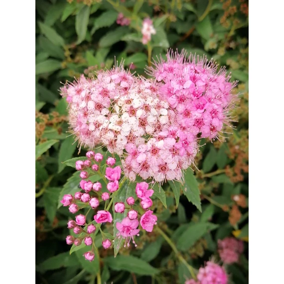 fehér rózsaszín virágú törpe gyöngyvessző talajtakaró Spiraea japonica Genpei gabiplantshop webáruház