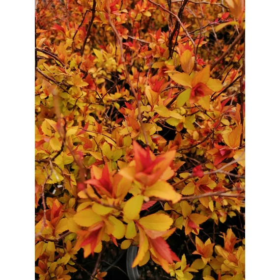 rózsaszín virágú sárga levelű törpe gyöngyvessző talajtakaró Spiraea japonica Goldflame gabiplantshop webáruház