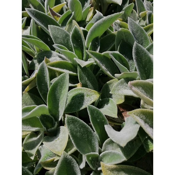 Stachys byzantina Big Ears(Gyapjas tisztesfű)