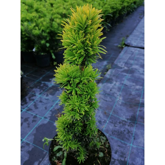 Taxus baccata Fastigiata Aurea (Arany oszlopos tiszafa)