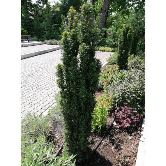 Taxus baccata Fastigiata (Oszlopos tiszafa)