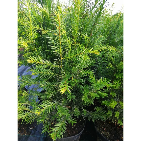 Taxus baccata (Közönséges tiszafa)
