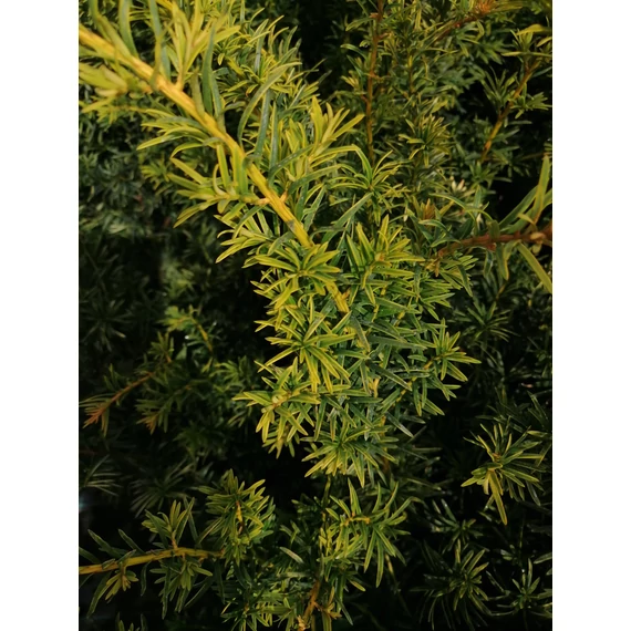 sárgalevelű tiszafa örökzöld fenyőféle sövény Taxus baccata Golden Carol gabiplantshop webáruház