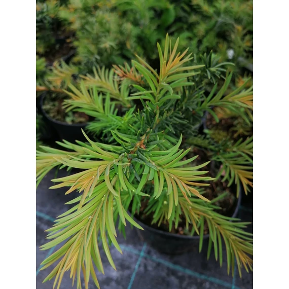 Taxus baccata Repandens (Terülő tiszafa)
