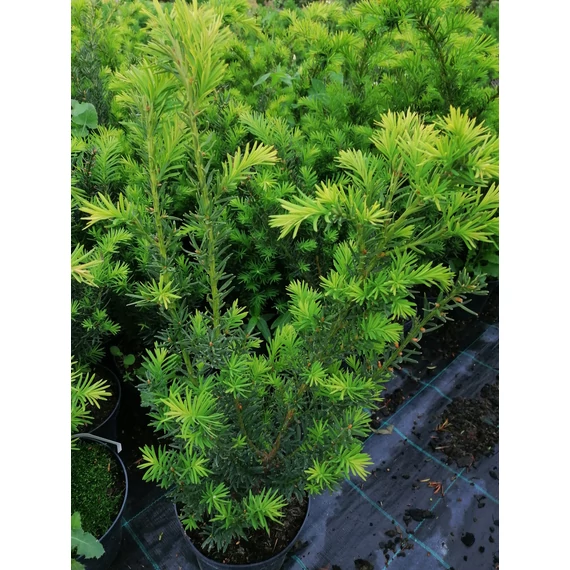 Taxus x media Farmen (Bokros tiszafa)