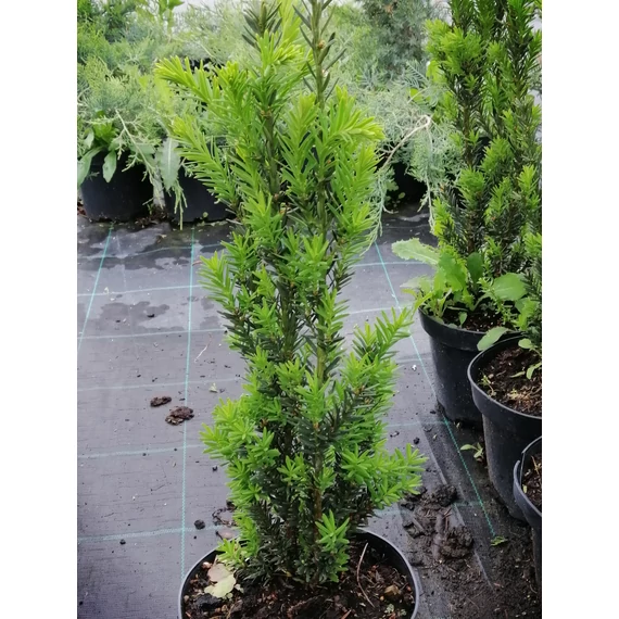 Taxus x media Hillii Oszlopos tiszafa (hímivarú)