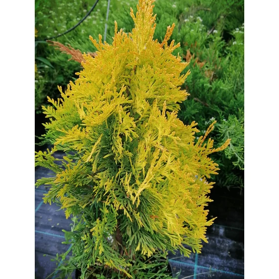 sárga tuja kúp alakú Thuja occidentalis Jantar gabiplantshop  webáruház
