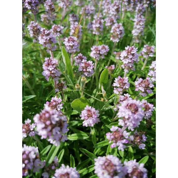 Thymus vulgaris (Kakukkfű)