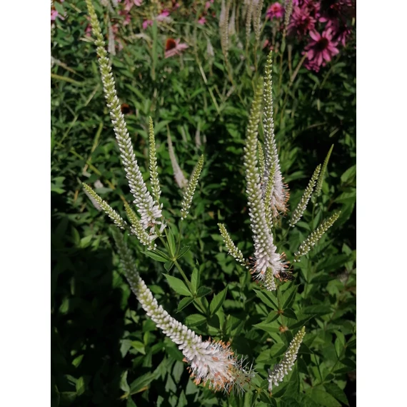 Veronicastrum virginicum (Virginiai veronika)