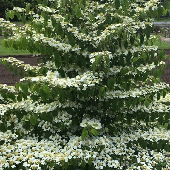 fehérvirág-redőslevelű-bangita-Viburnum-plicatum-Kilimanjaro