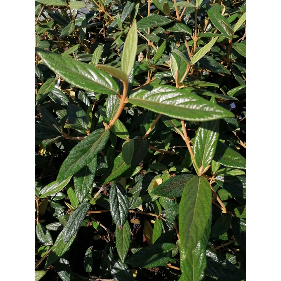 Viburnum x Pragense (Prágai bangita)