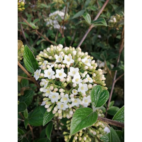 Viburnum x burkwoodii (Tavaszi bangita)