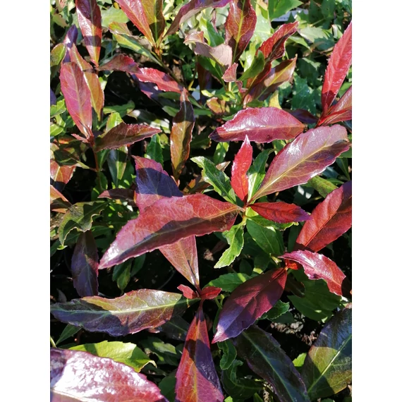 Viburnum odoratissimum Coppertop (Bronzlevelű bangita)